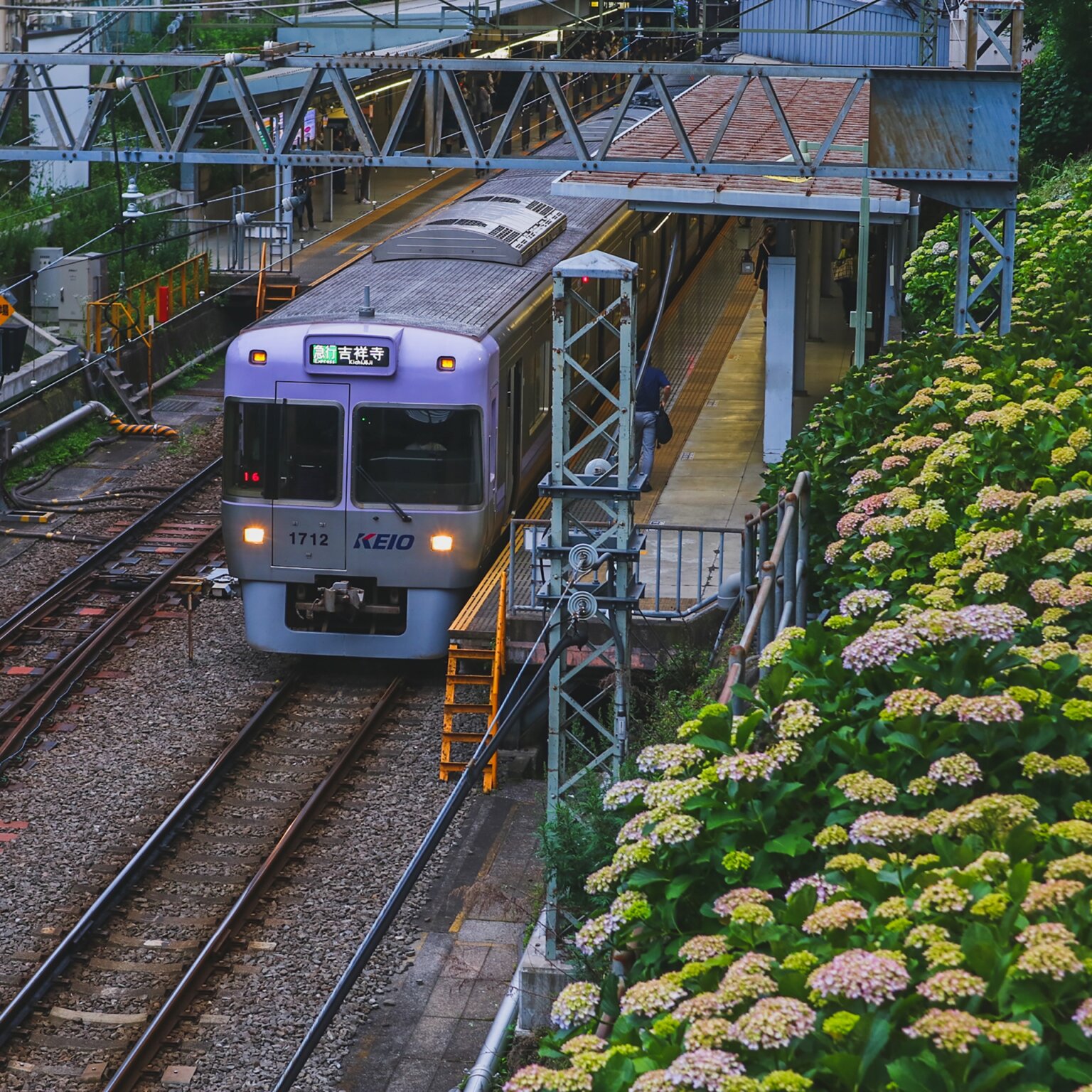 吉祥寺の森からブログ
